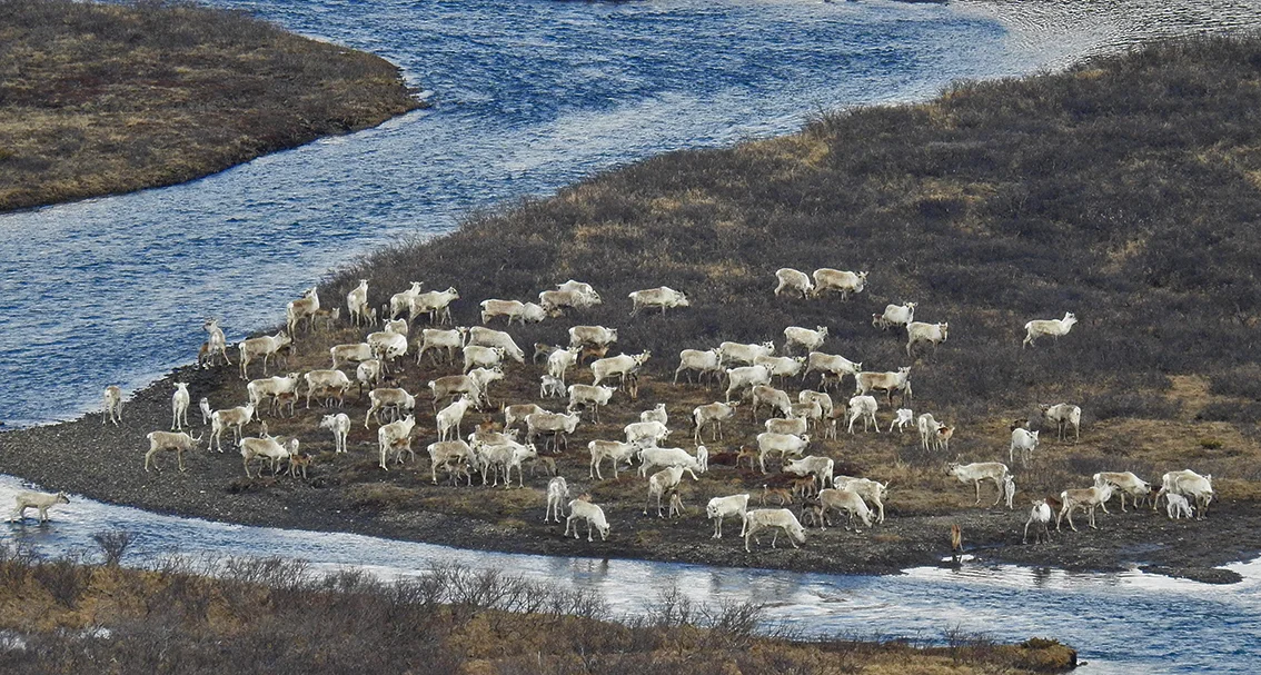 Sør for Nordylægeret 15. mai. Foto: Ingebrigt Storli