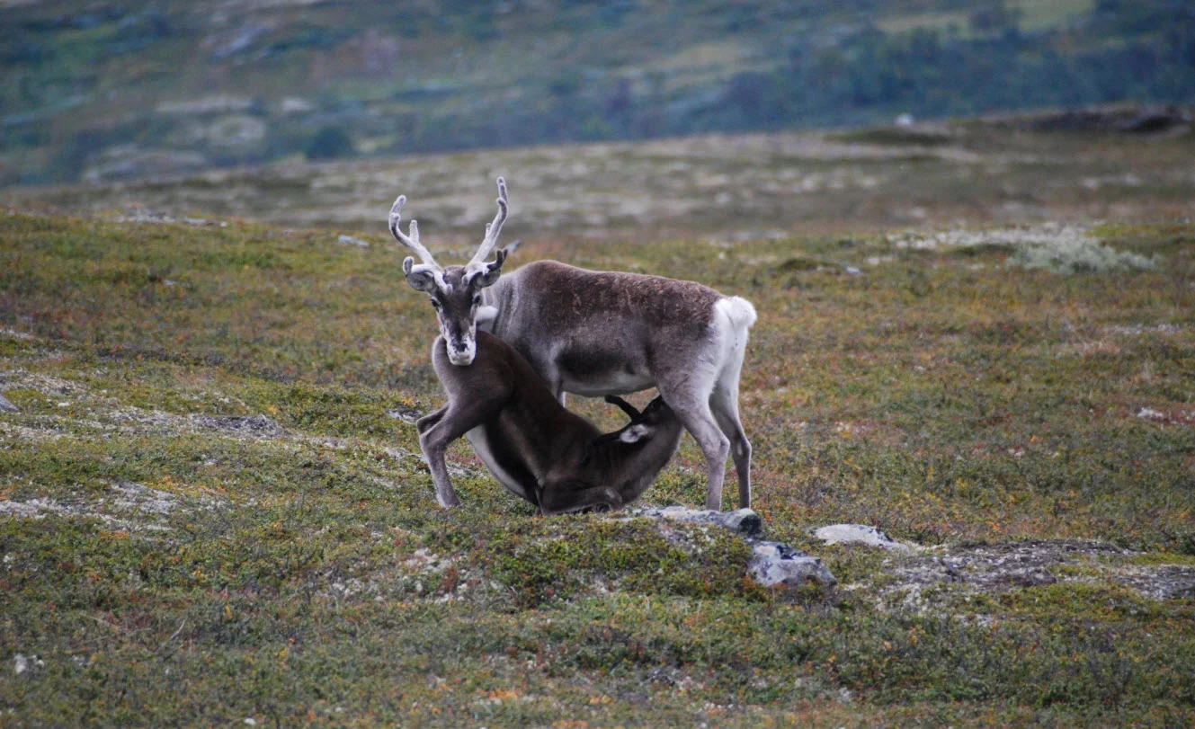 Sjekk bildene som fjelloppsyn Geir Morten Granmo har lagt ut på områdets Facebook-side . Foto: Geir Morten Granmo