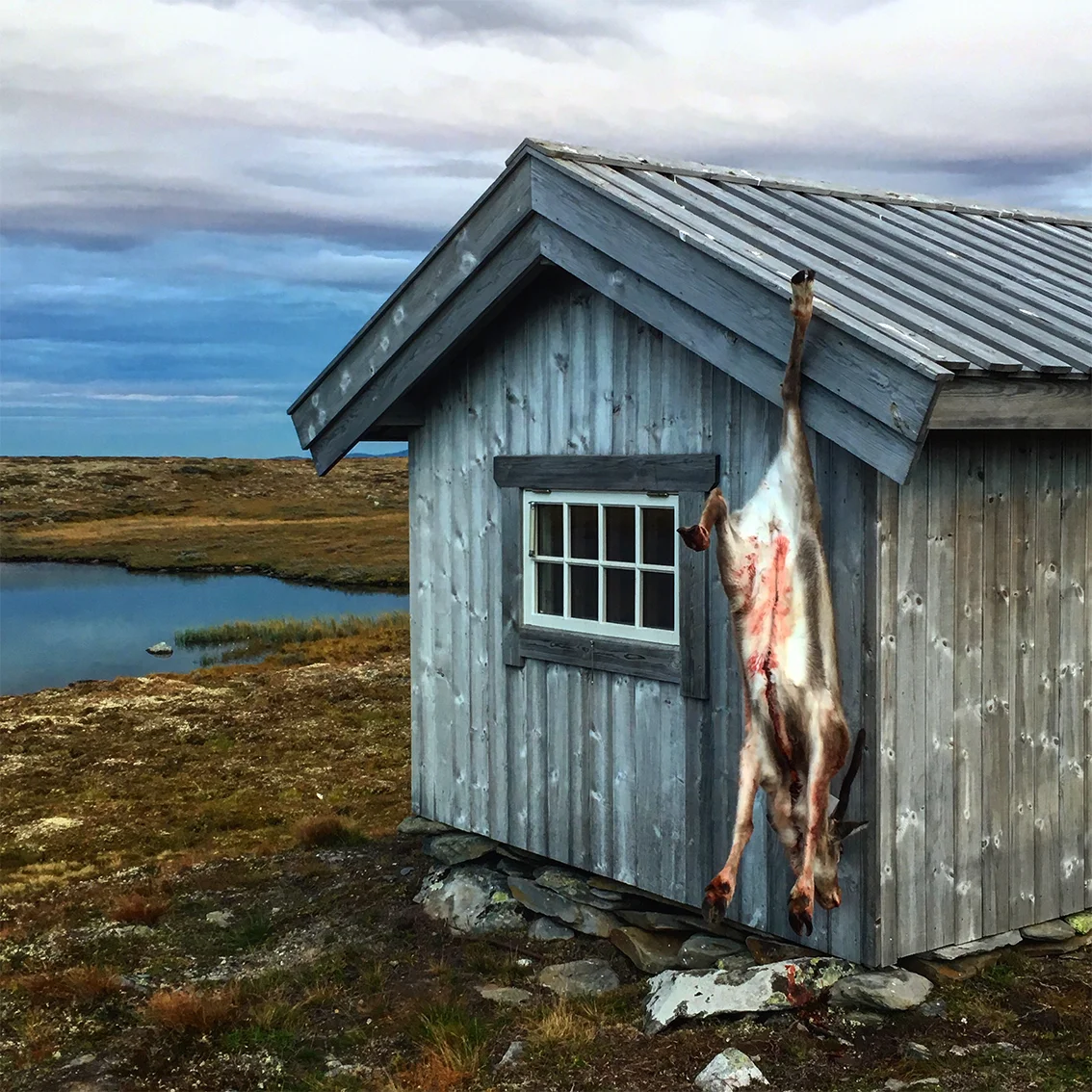 "Simlekalv på 24 kilo, opphengt for natta ved Midthøbua i Vingelen. Kalven gikk for seg sjøl". Foto 1. september 2018, Erik Lillebakken.