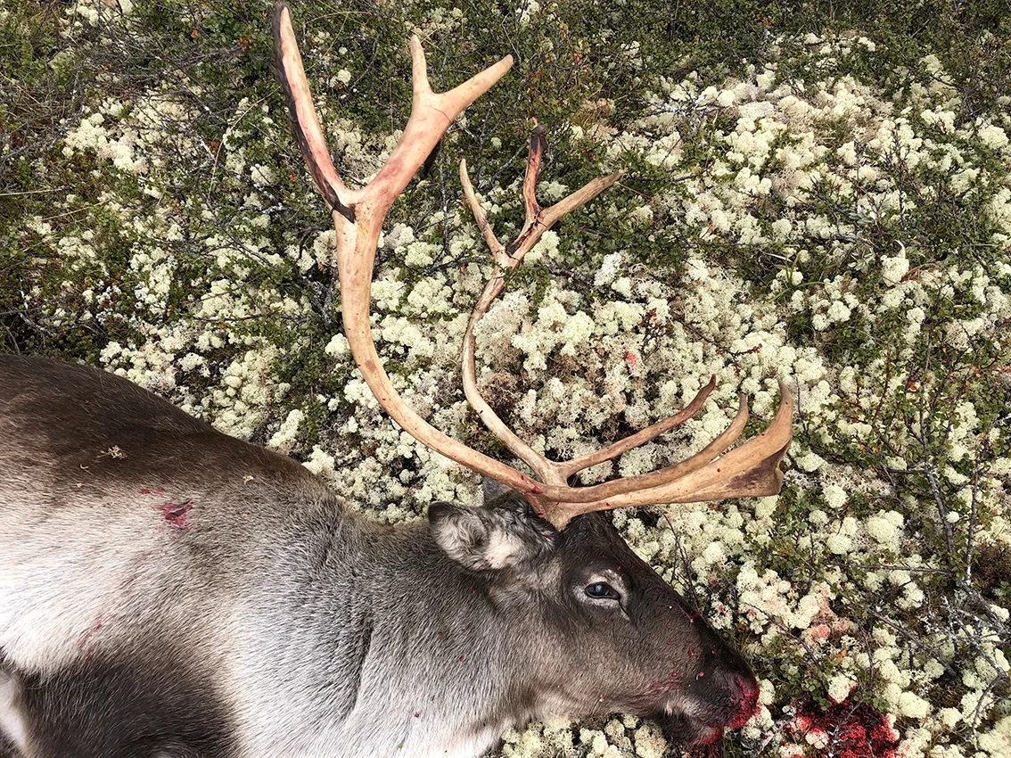 Liten bukk på 53 kilo, felt ved Ya (Storytangen). Vennlig hilsen Bjørn Brynhildsvoll.