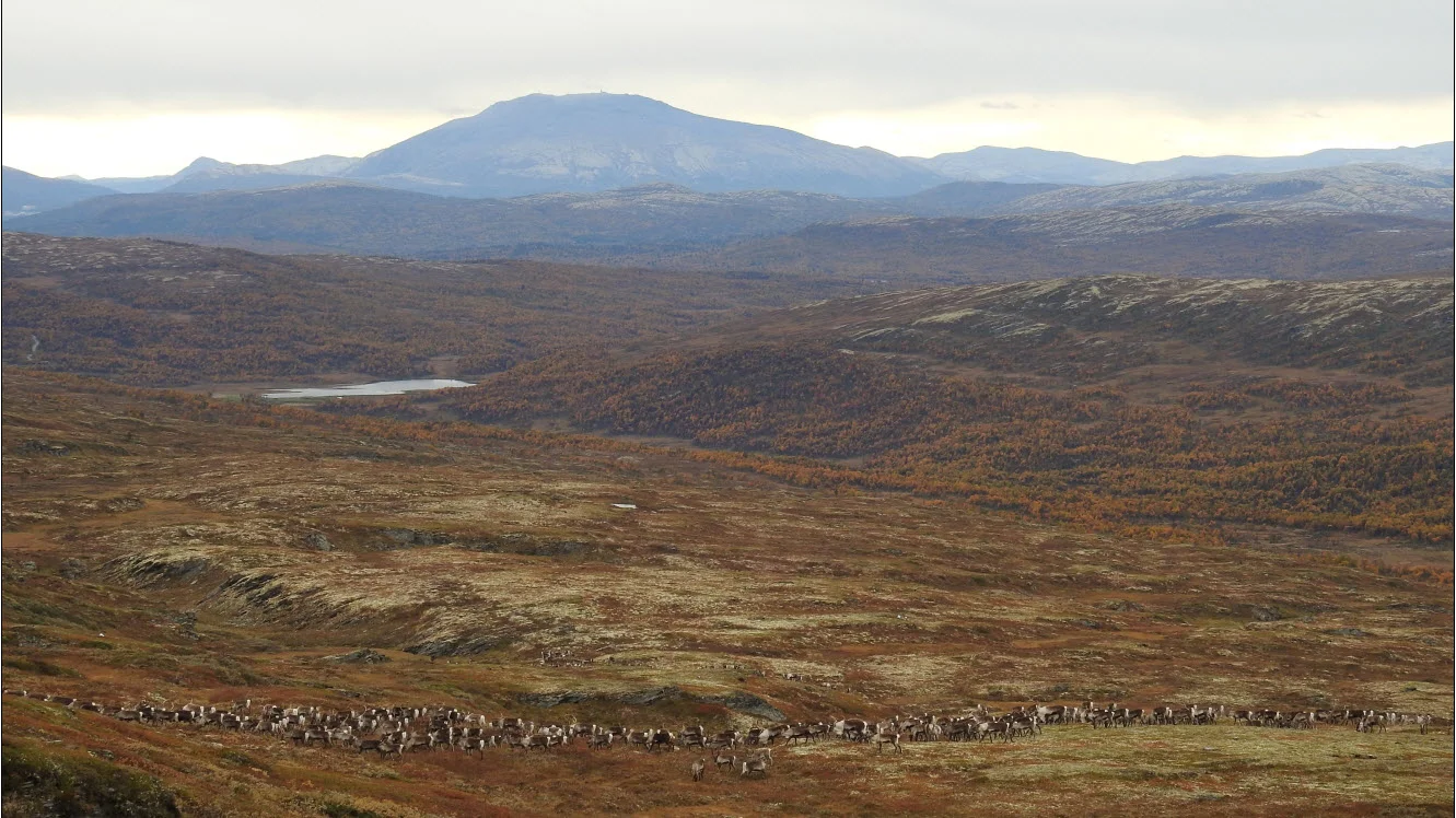 Hei! Det ble to dager med litt nord- og vestavind i fjellet, og reinen kom en snartur nordover til Kvikne i går (12. september). Mesteparten av reinen har samlet seg i to til tre store flokker. Brunsten har begynt å merkes på bukkene. I dag stod det cirka 1000 rein i området Trolltjønndalen-Sætertangen. Bildet over er fra Sætertangen. Foto 12.09.2018: Ingebrigt Storli