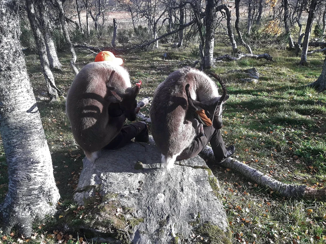 Disse kalvene veide 27 og 30 kilo. Foto innsendt av Jakob Nordstad.