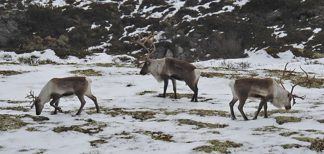 Etter jaktslutt har mesteparten av villreinen beitet vest og nordvest i Forollhogna-området. Beiteforholdene er gode. Foto: Ingebrigt Storli