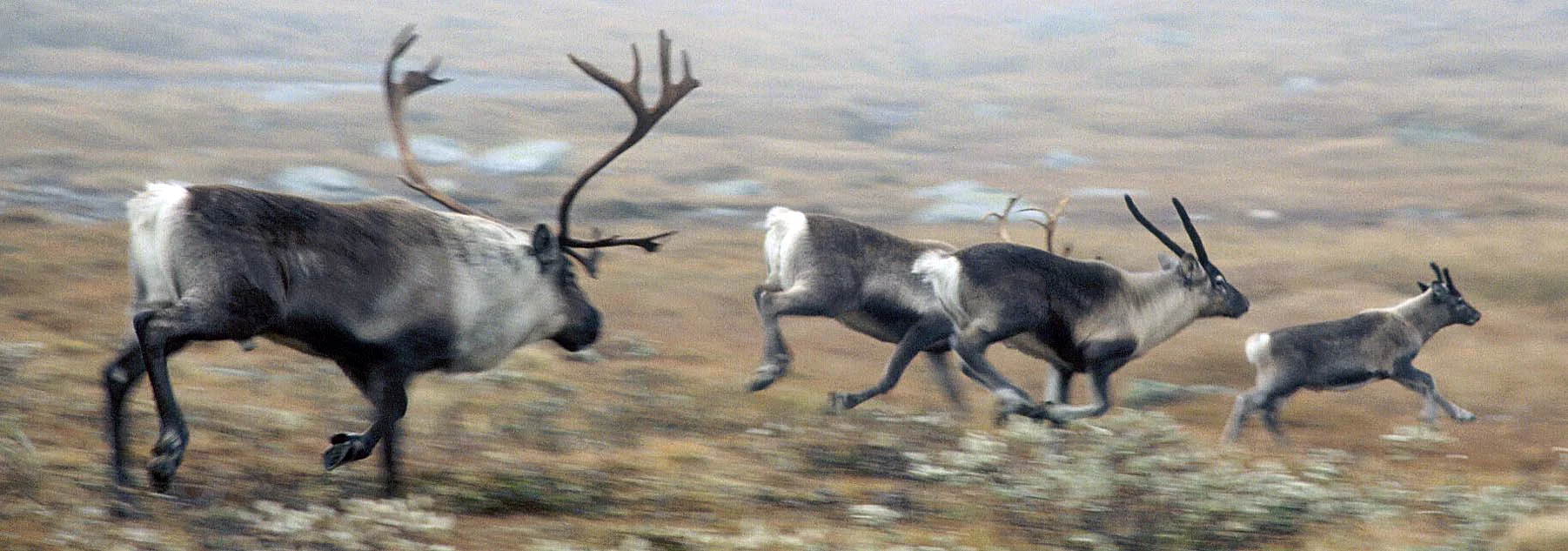 Oppsummeringen etter årets villreinjakt i Forollhogna viser en fellingsprosent på 60,7. Arkivfoto: Arne Nyaas