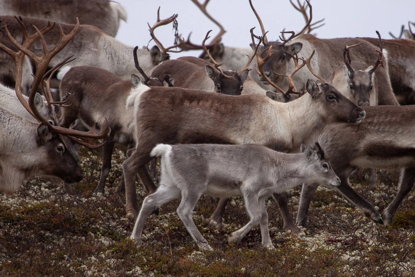 Hvis du får sjansen til det i høst håper vi du skyter en liten kalv. Foto: Stein Kaasin