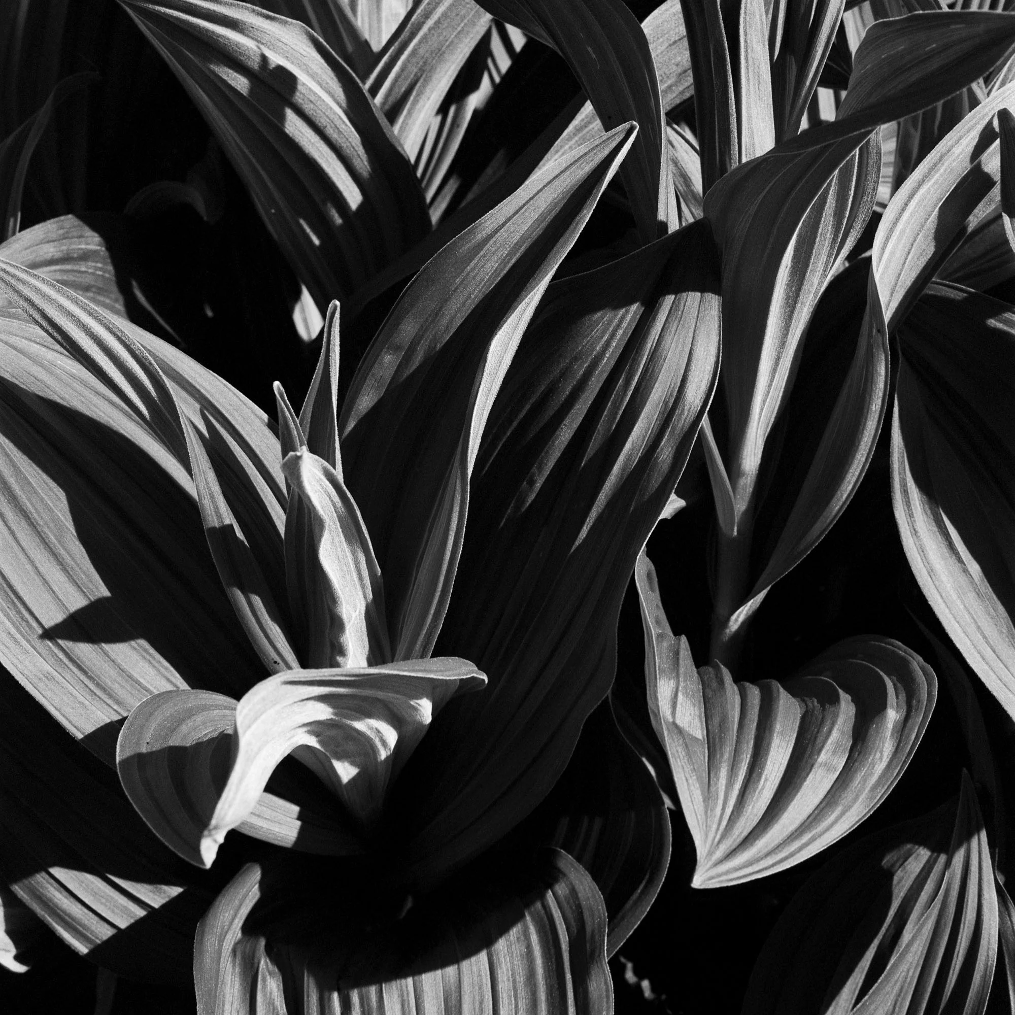 _Pleasure Garden Magazine