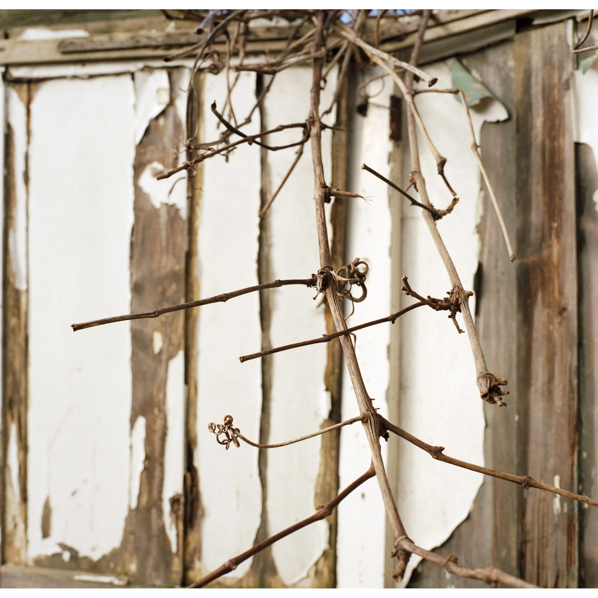 Garden_Project_5614-S1-0010.jpg