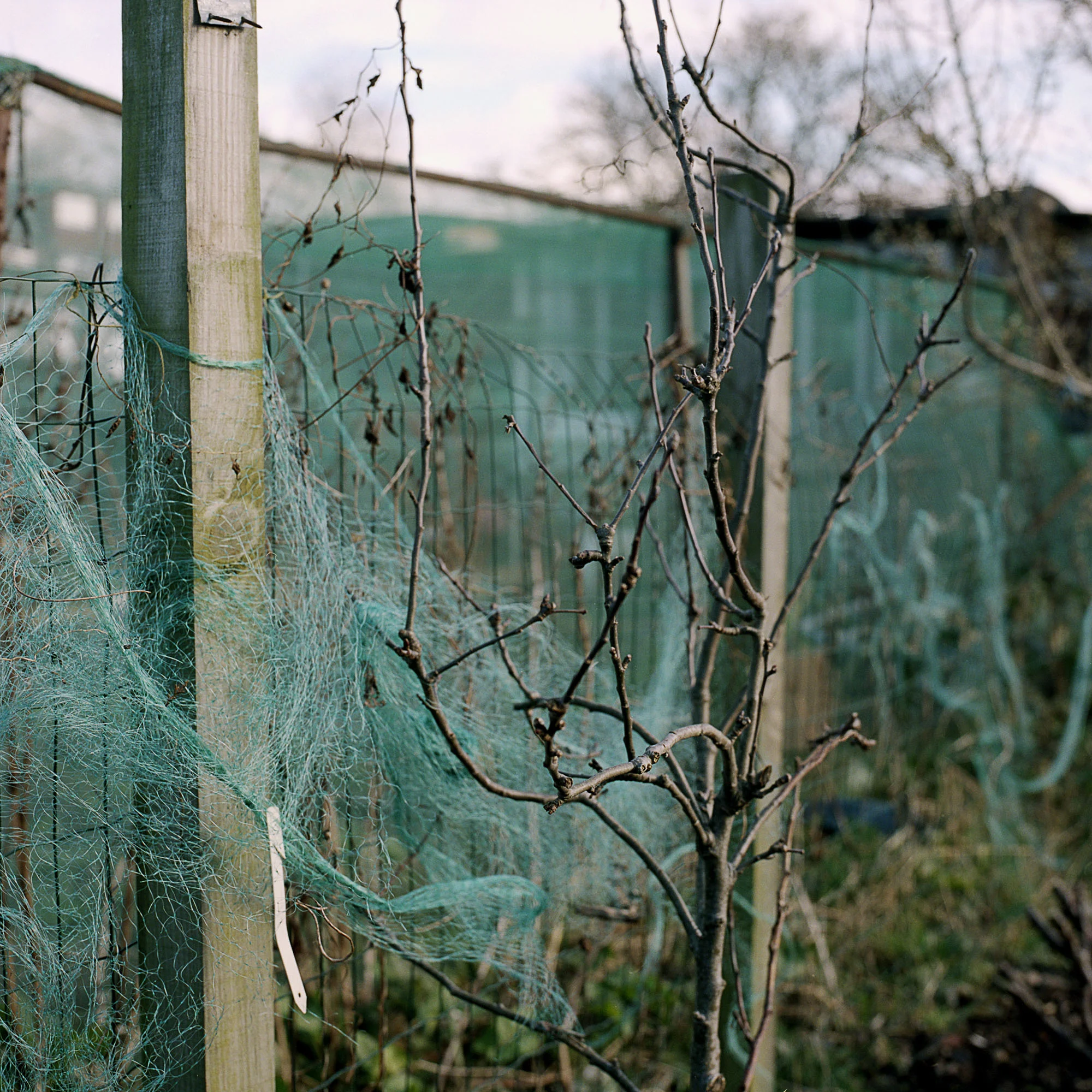Garden_Project_5615-S1-0005.jpg