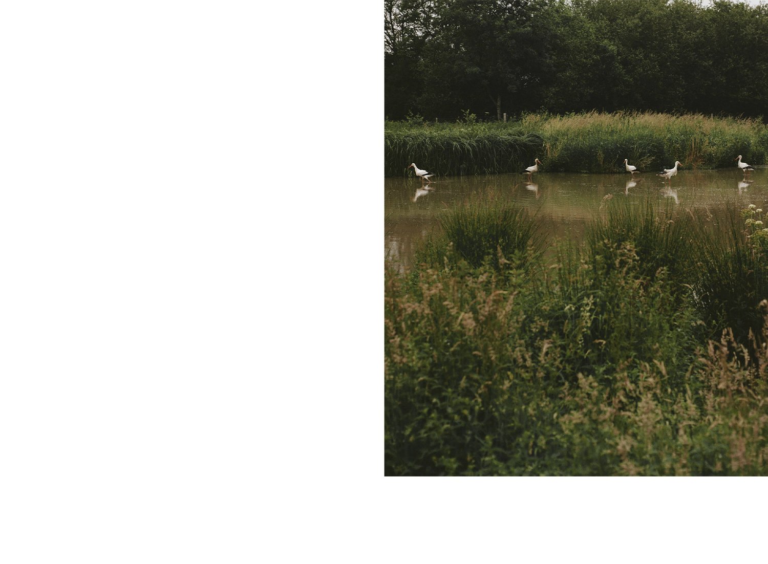 JMS_Rewilding_Web_01.jpg