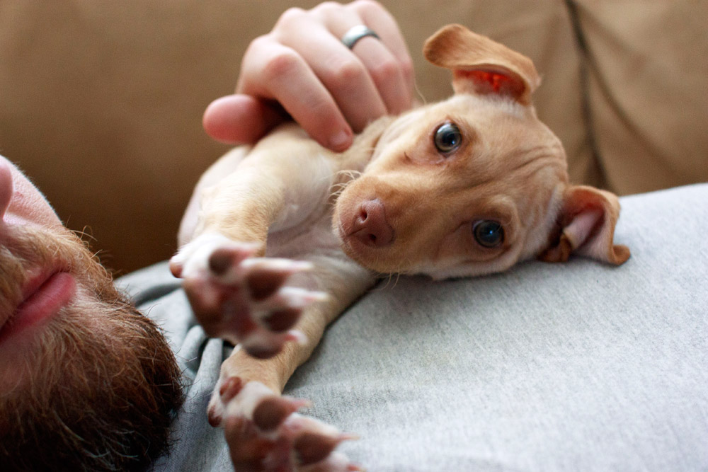 Paisley McNab: Our New Puppy | shannonmcnab.com