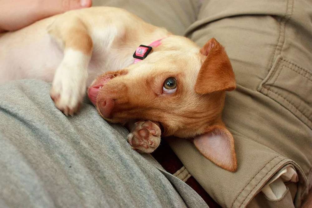 One Year with Paisley | shannonmcnab.com