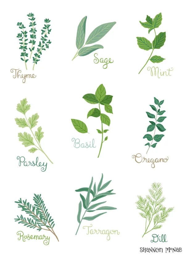 Herb Garden Illustrations by Shannon McNab