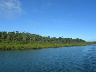 Mangrove
