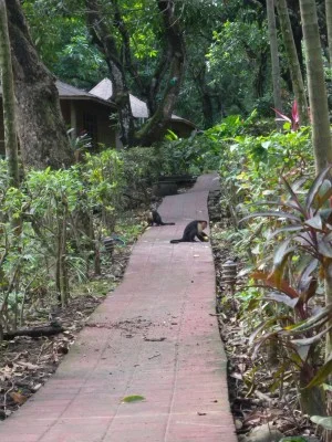 White-faced capuchin