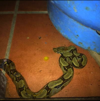 Boa constrictor 