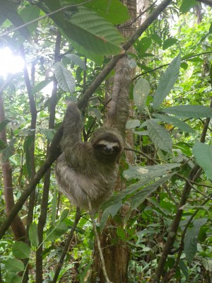 Sloth in the garden