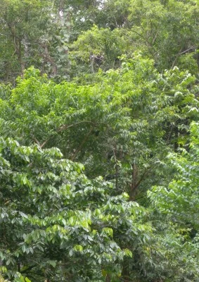Toucans playing in the garden