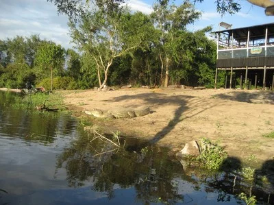 Caiman, sunbathing. 