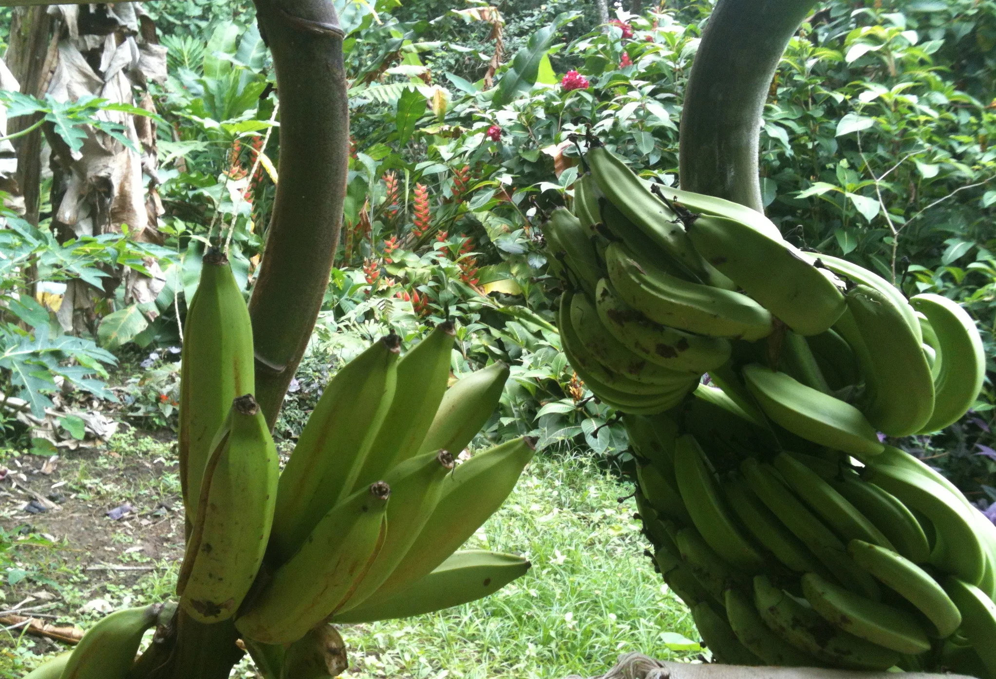 Last night a banana three fell outside the cabin, let's hope the platains are ready to eat soon!