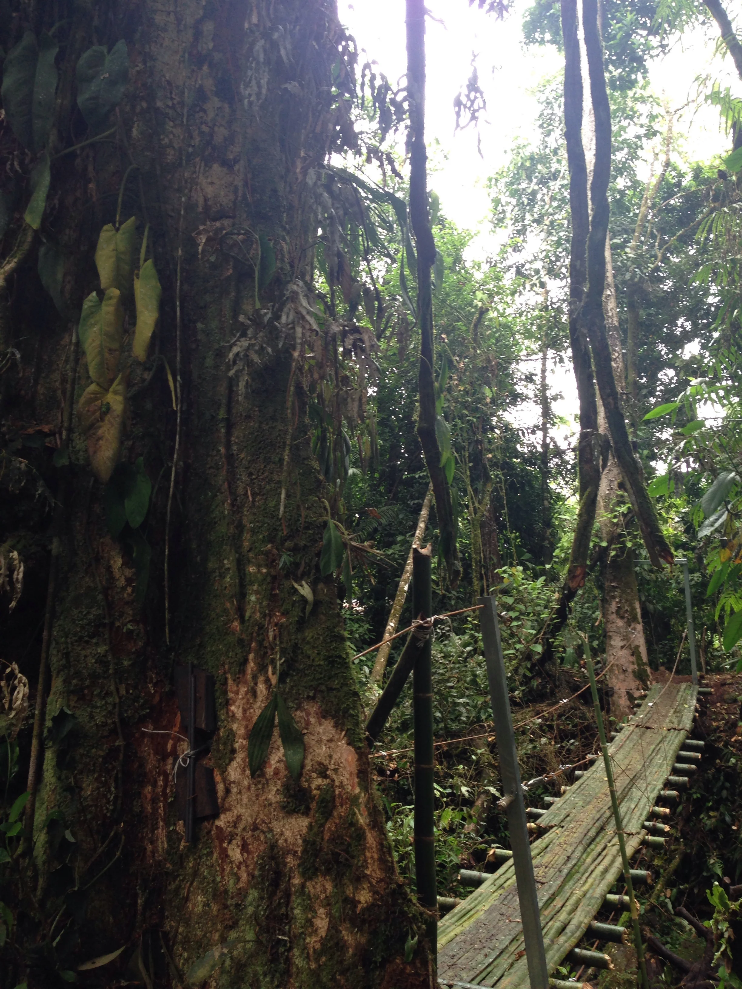 Indiana Jones hanging bridge