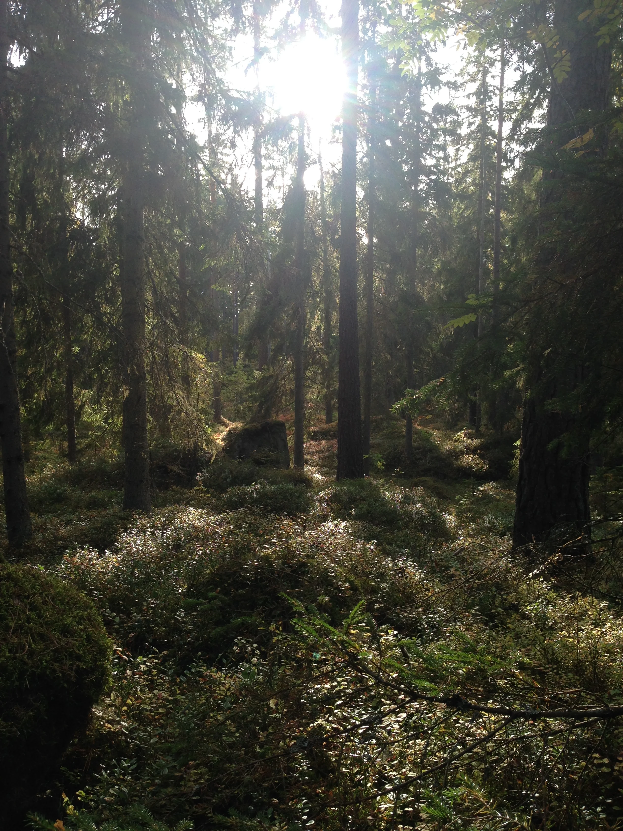 Sweden in fall