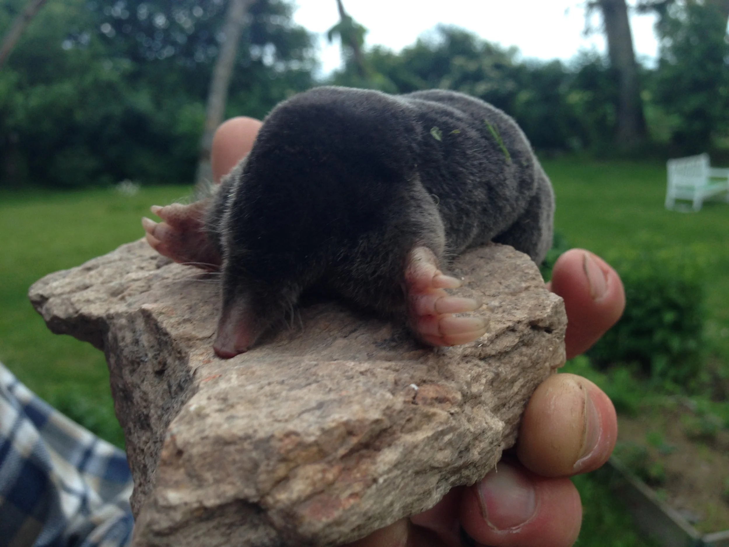 Fullmåne Oxen November 2017