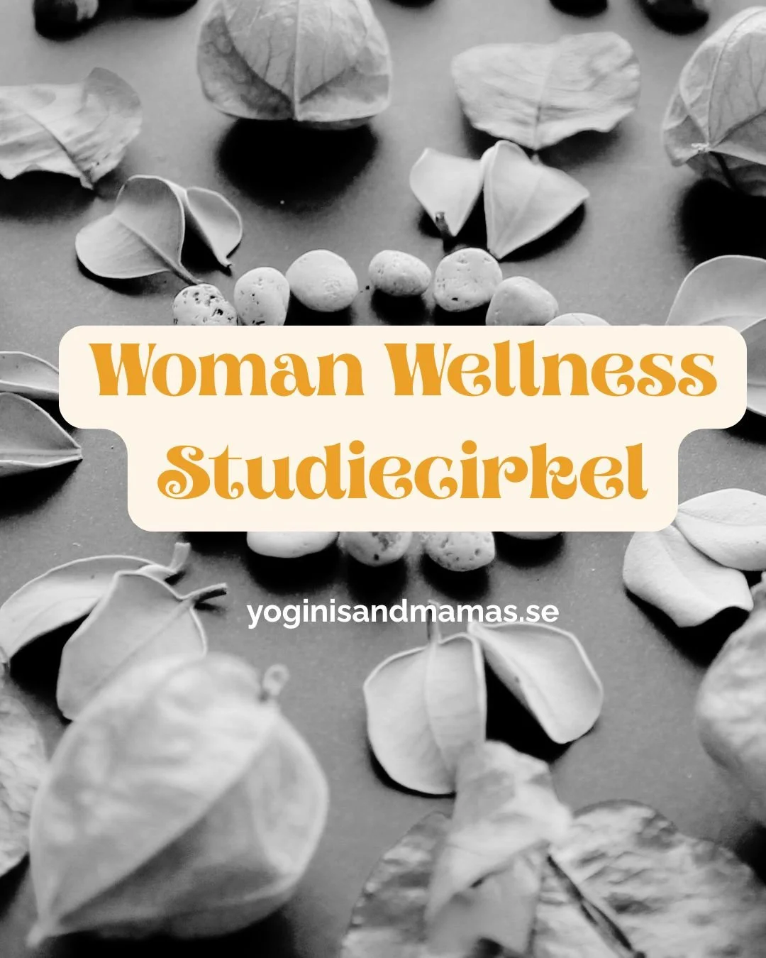 Woman Wellness Studiecirkel