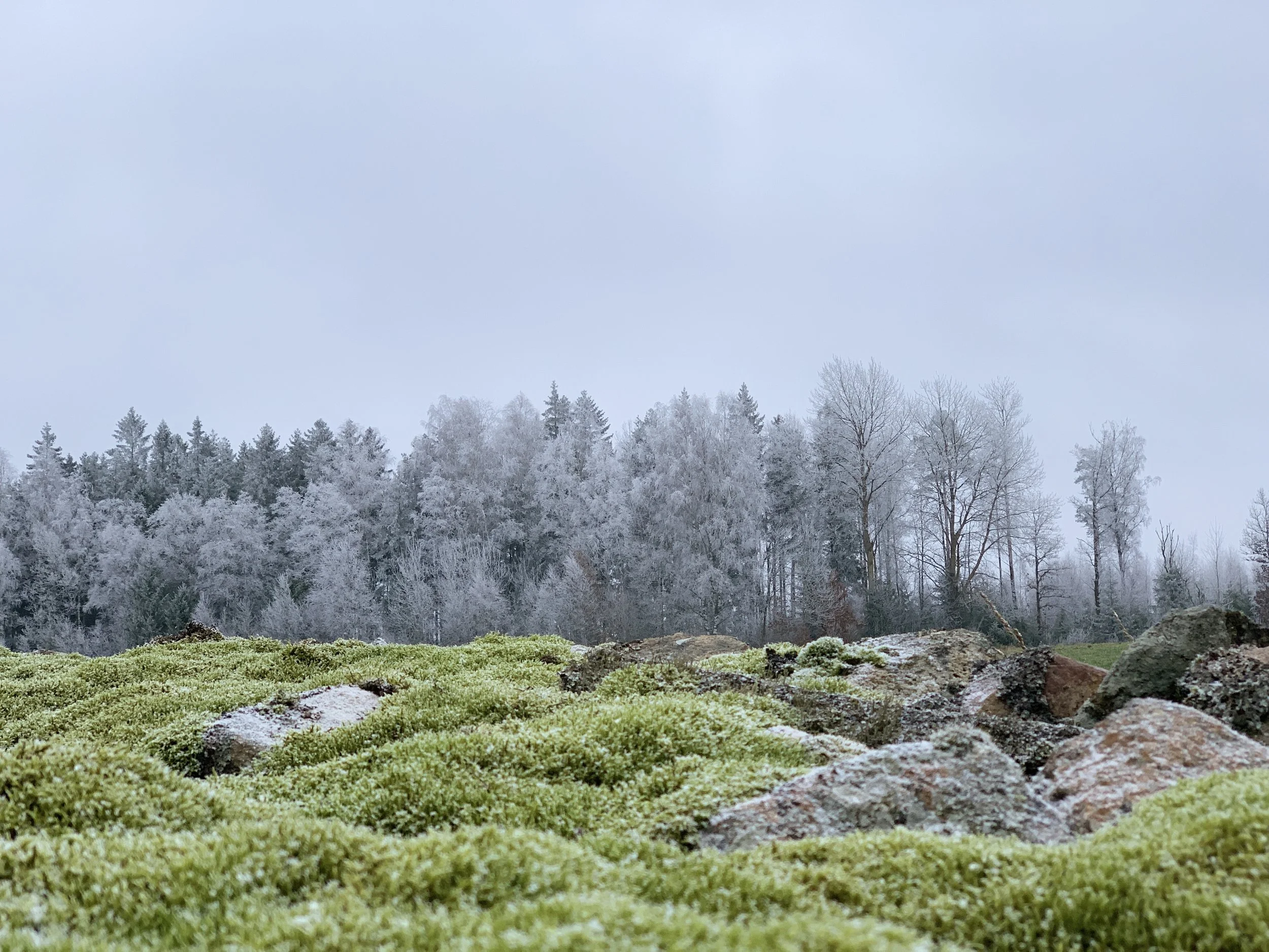 a picture of Swedish winter landscape during Imbolc Sabbath