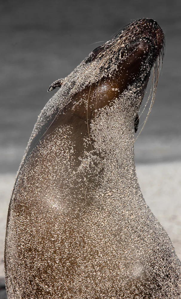 sandy sea lion