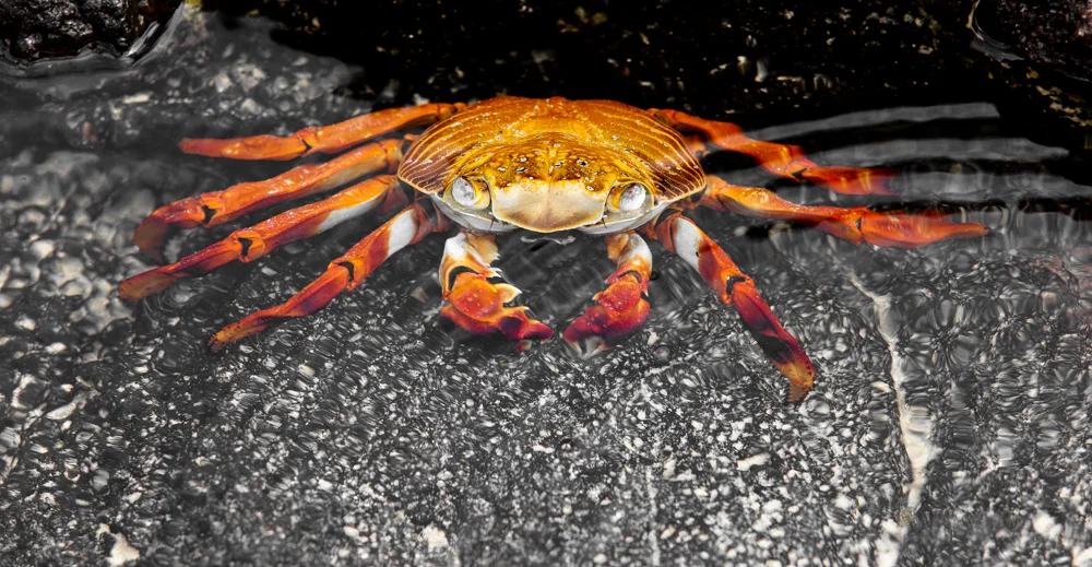 red crab