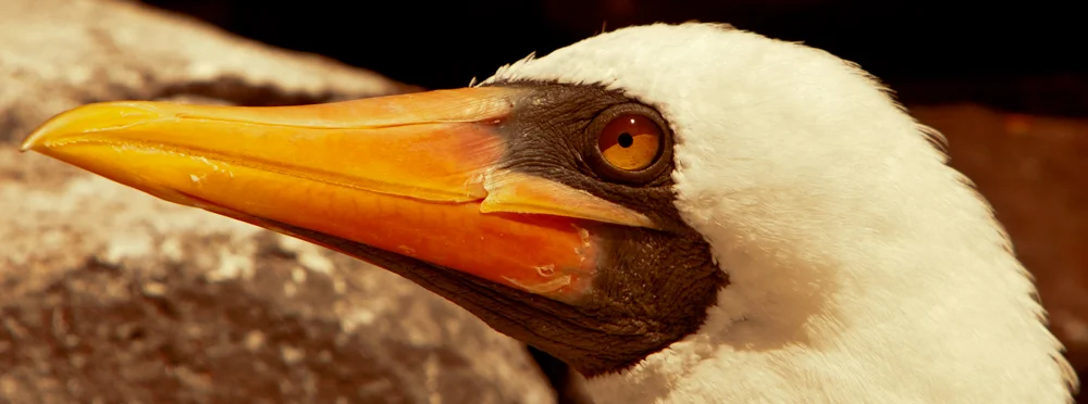 masked albatross