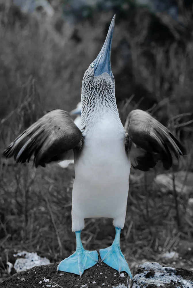 blue footed boobie dance