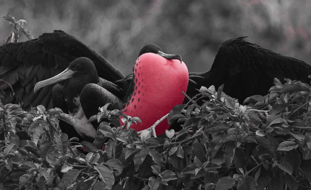 frigate bird
