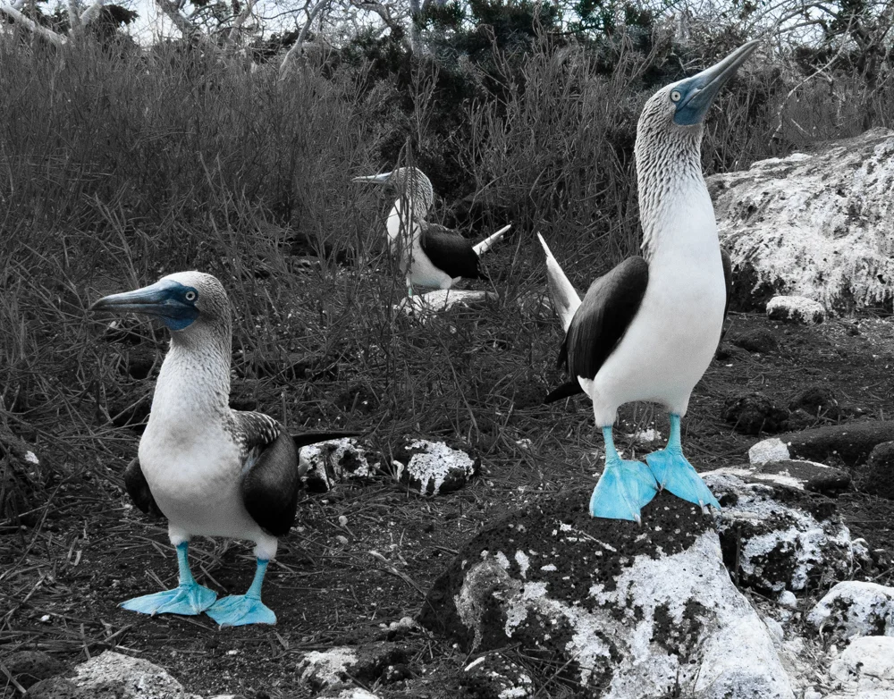 a trio of blue footed boobies