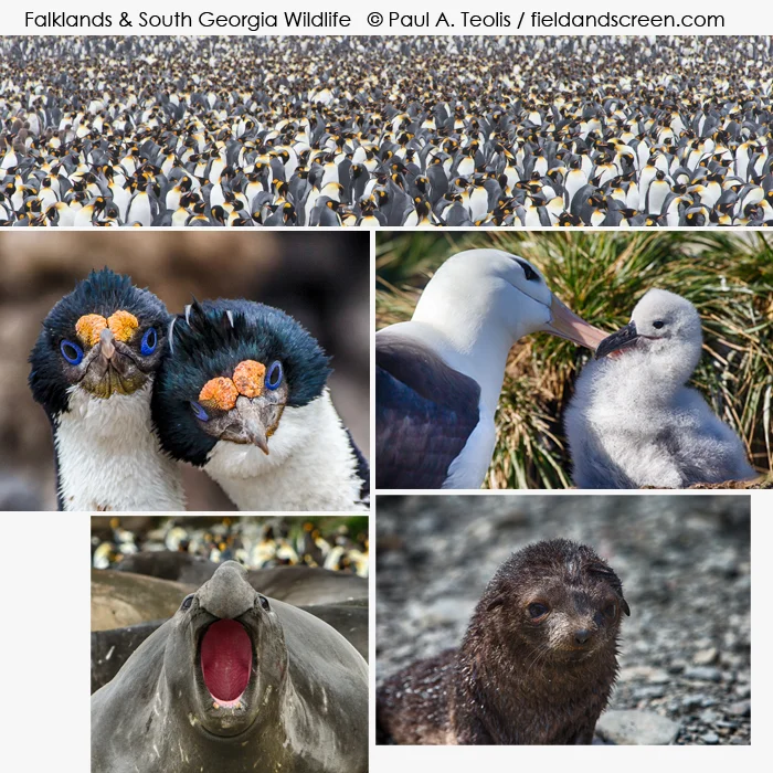 falklands.jpg
