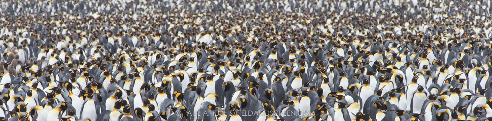 king penguin colony, sough georgia island