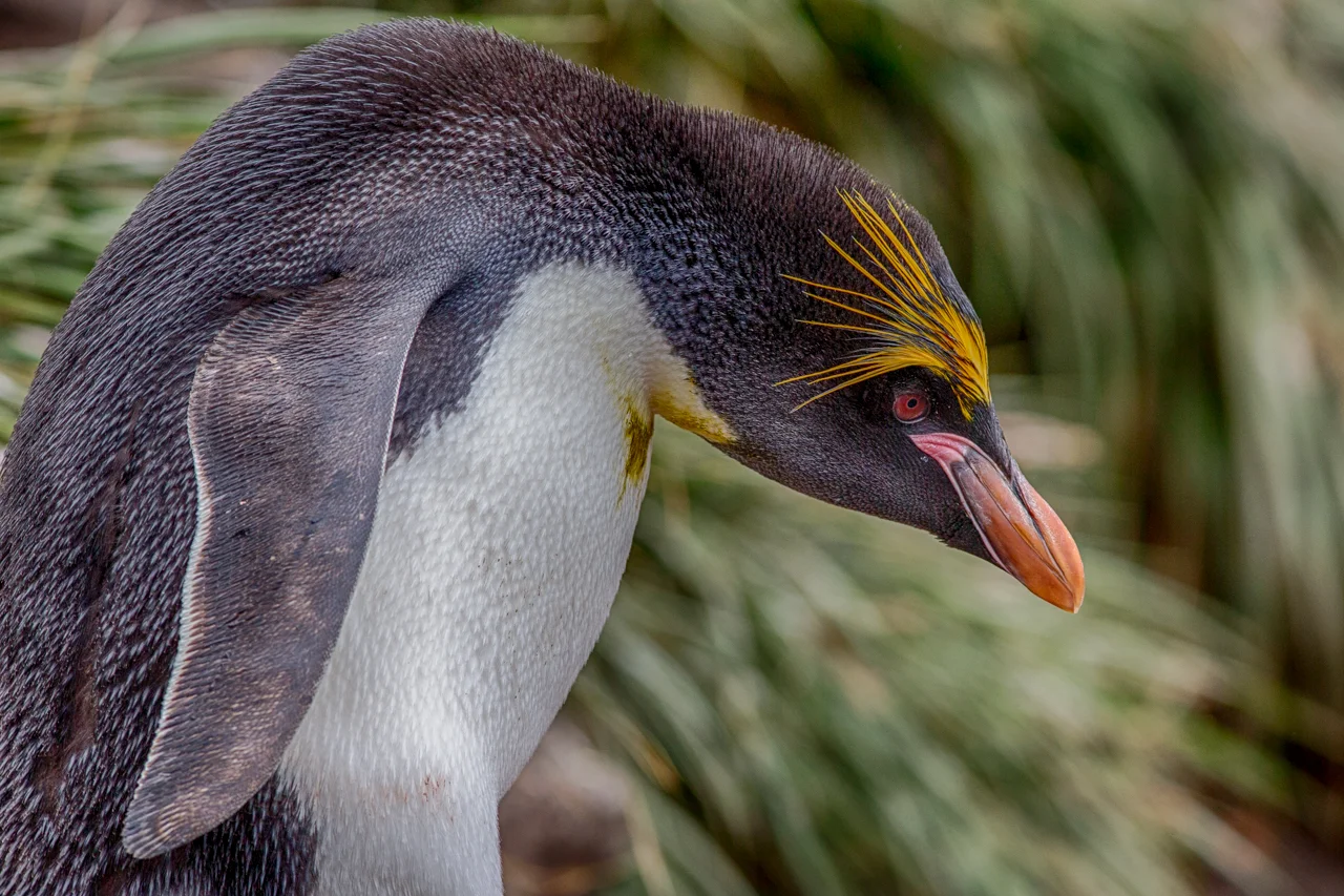 macaroni penguin