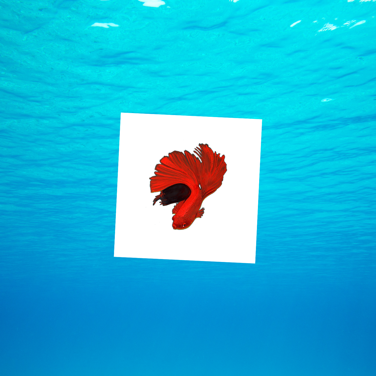 AQUATIC5-beta-fish-mockup.png