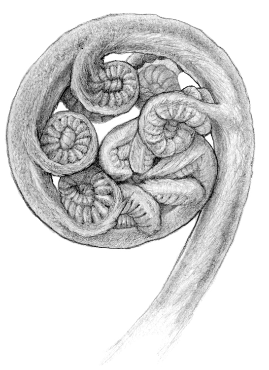 fiddlehead.jpg