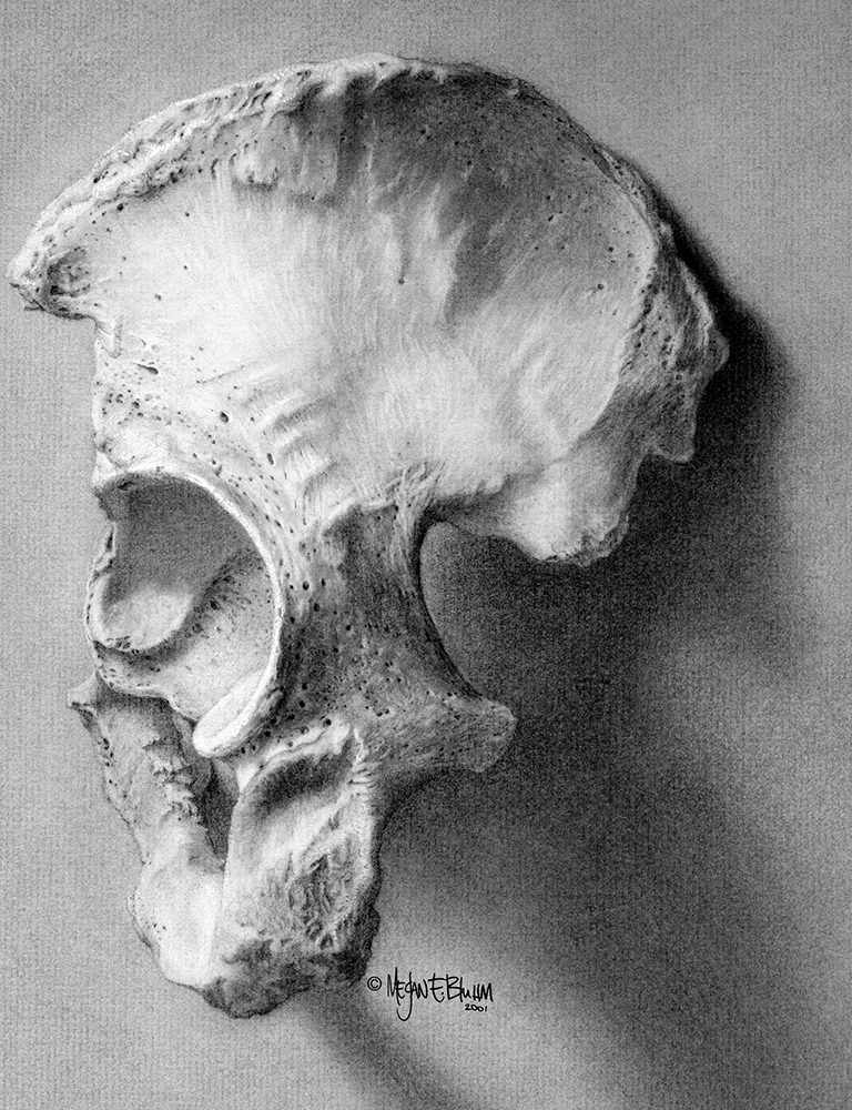 Human os coxae. 2001. Carbon dust.