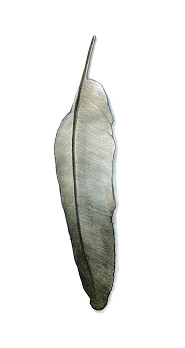 feather.jpg
