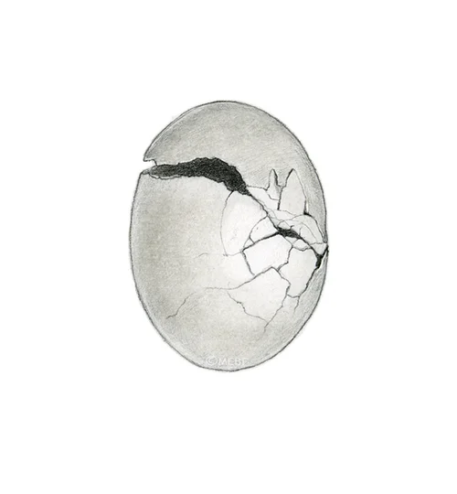 cracked_egg.jpg