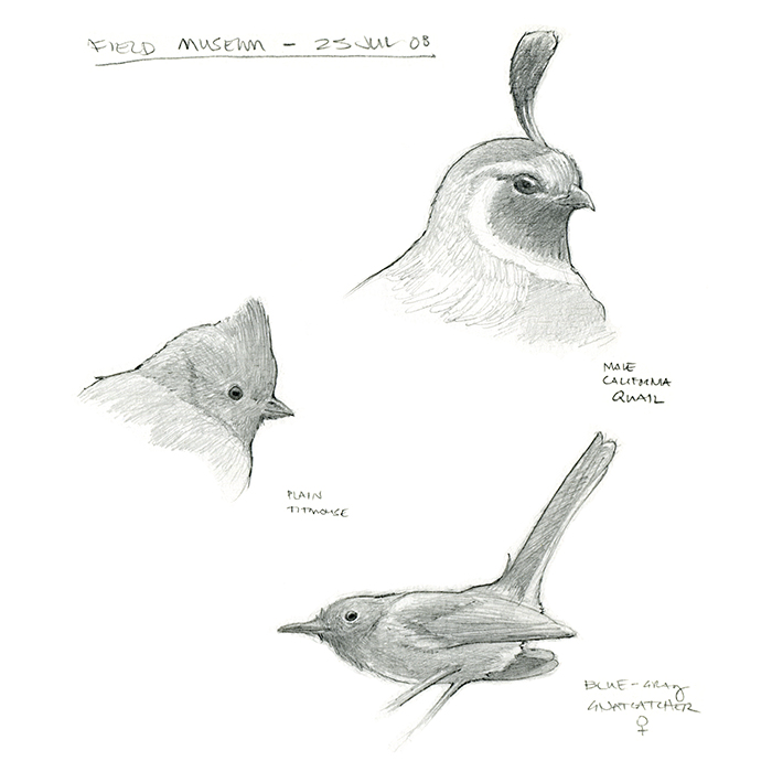 field_museum_bird_sketches.jpg