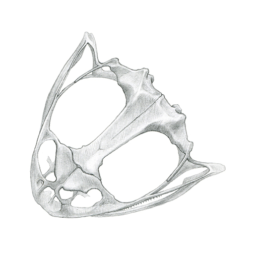 glassfrog_skull.jpg