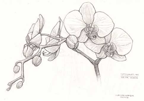 andys_orchid.jpg
