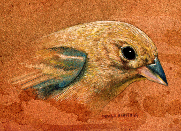 indigo_bunting.jpg