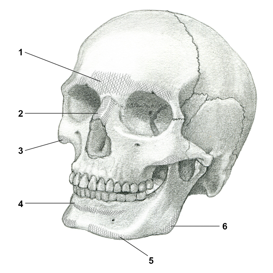 plemons(skull)final.jpg