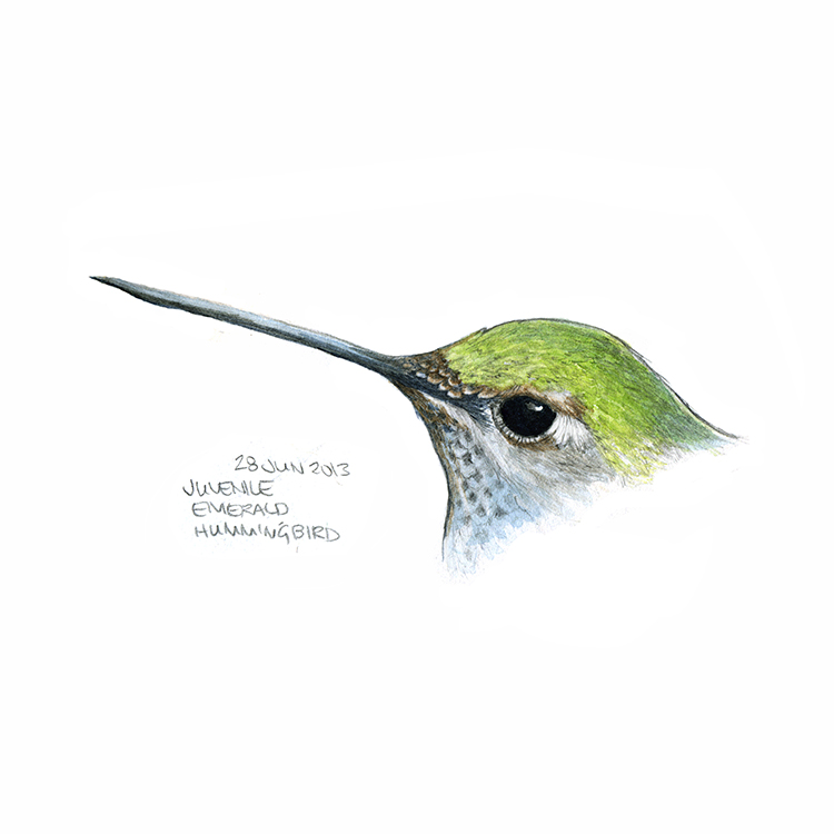 28_hummingbird.jpg
