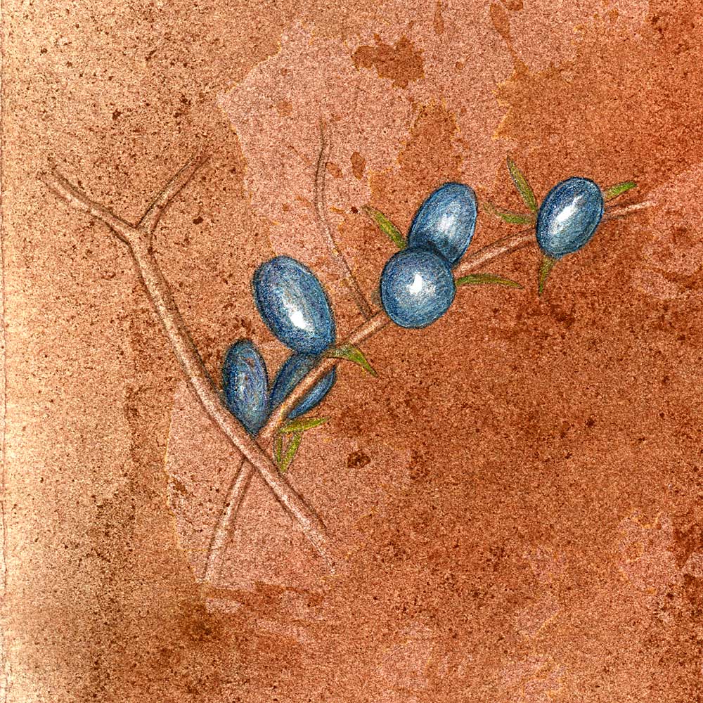 unknown_blue_berries_OB002.jpg