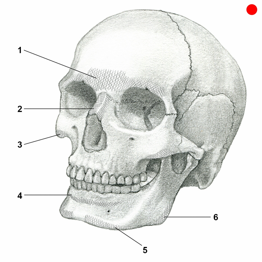 plemons(skull)final.jpg
